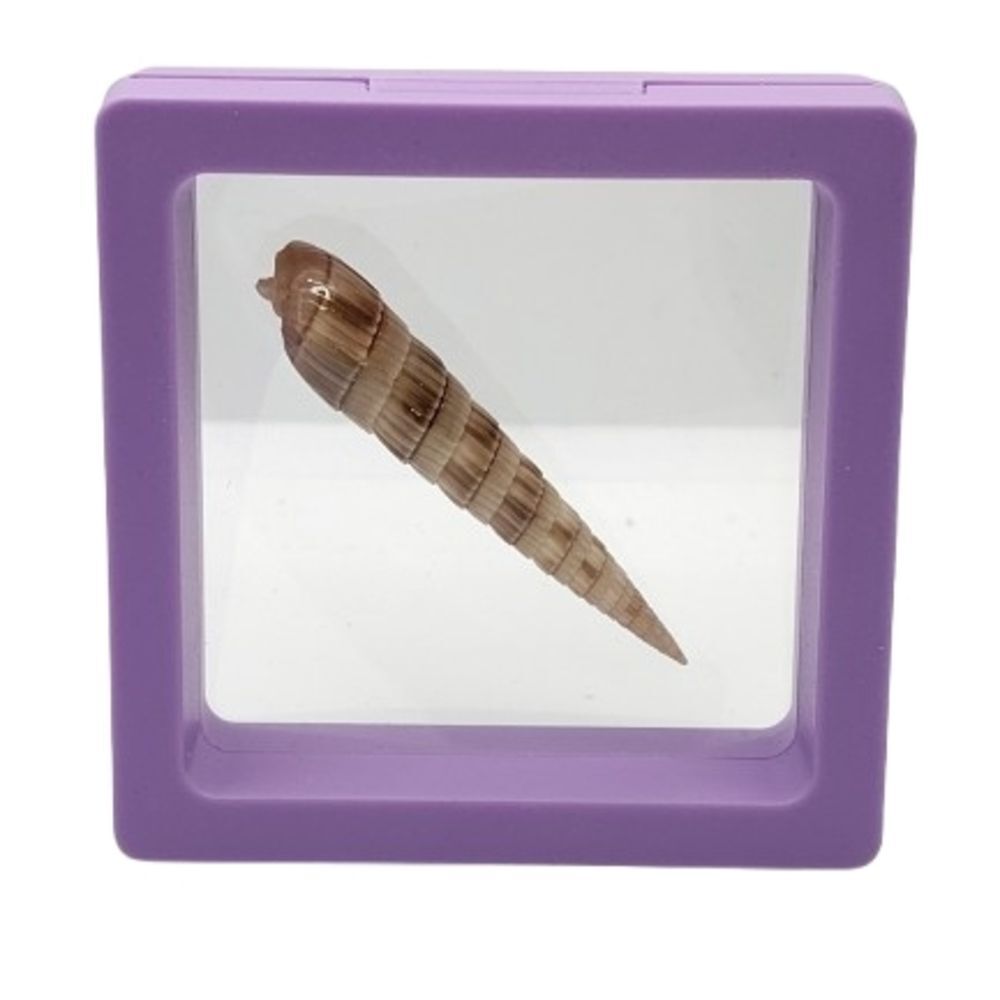Purple Display Case for Reptile Accessories